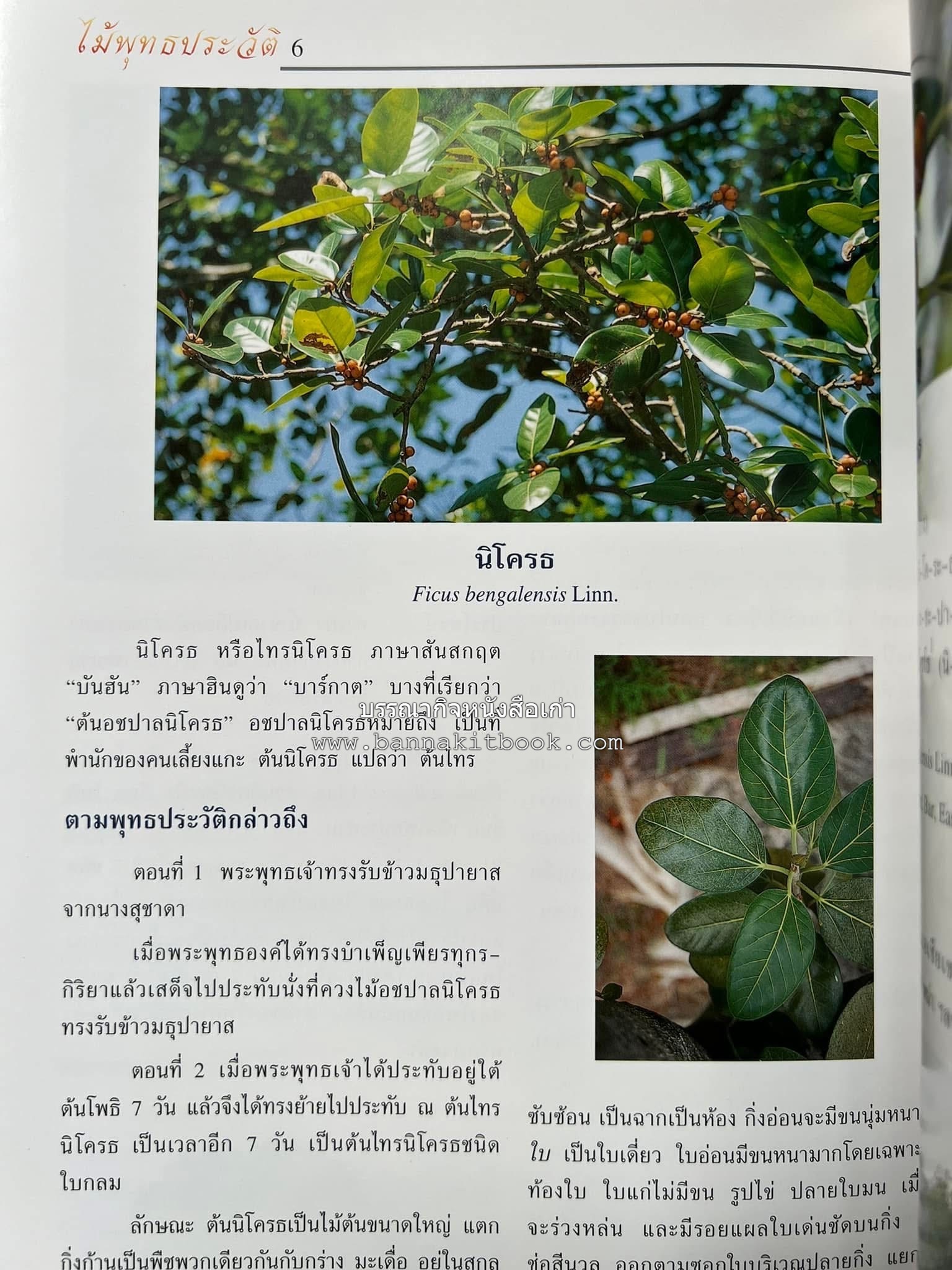 ไม้พุทธประวัติ โดย : ศาสตราจารย์กิตติคุณ ดร.พเยาว์ เหมือนวงษ์ญาติ ราชบัณฑิต ผู้เชี่ยวชาญเภสัชวิทยา และสมุนไพรไทย.