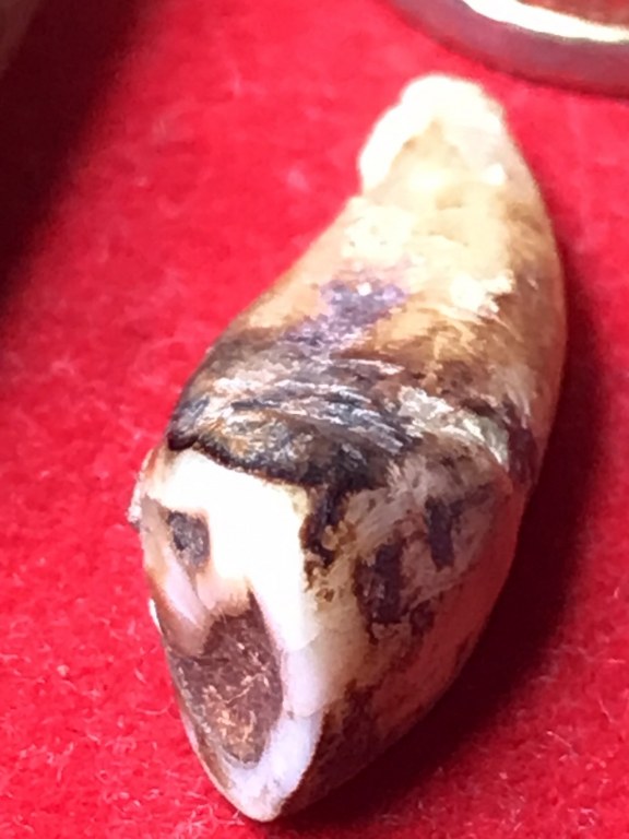 พระทันตธาตุ หวายเสก ครูบาบุุญญาภินันท์ วัดกำแพงงาม อ.หางดง จ.เชียงใหม่ เจ้าของเดิมคือหนานบุญ เสียชีวิตแล้วเมื่อปี 2548 พระทันตธาตุและหวายเสกนี้ ได้มาจากหลานหนานบุญ ชื่อปลั๊ก อายุ 33 ปี ปัจจุบันมีอาชีพ ขายผลไม้ในตลาดแม่วาง จ.เชียงใหม่