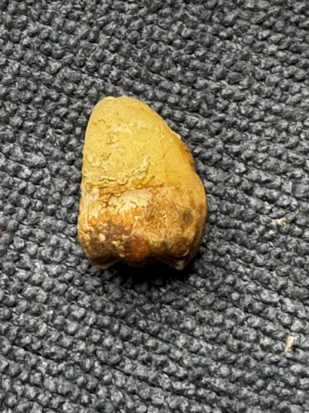 พระทันตธาตุ ครูบาแขนดำ หรือครูบากอ วัดวาฬุการาม อ.ฝาง จ.เชียงใหม่ ได้มาจากลุงอำนาจ อายุ 72 ปี อาชีพขายข้าวสาร ใน อ.เชียงดาว อ.ฝาง ทำสวนปลูกข้าวขาย ลุงอำนาจท่านเป็นลูกศิษย์ของครูบากอ ยามว่างท่านก็มาขับรถให้ครูบากอ ลุงอำนาจได้รับพระทันตธาตุมาให้ปี 2562