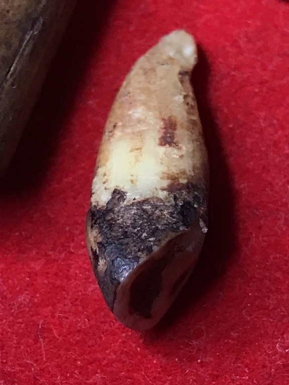 พระทันตธาตุ หวายเสก ครูบาบุุญญาภินันท์ วัดกำแพงงาม อ.หางดง จ.เชียงใหม่ เจ้าของเดิมคือหนานบุญ เสียชีวิตแล้วเมื่อปี 2548 พระทันตธาตุและหวายเสกนี้ ได้มาจากหลานหนานบุญ ชื่อปลั๊ก อายุ 33 ปี ปัจจุบันมีอาชีพ ขายผลไม้ในตลาดแม่วาง จ.เชียงใหม่