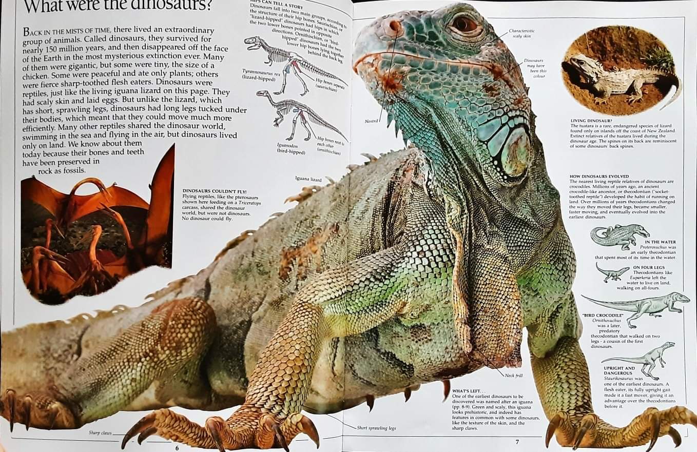 Knowledge Book หนังสือความรู้ ภาษาอังกฤษ 🍅🍓DK Eyewitness DINOSAUR/Used สภาพ 80-90%