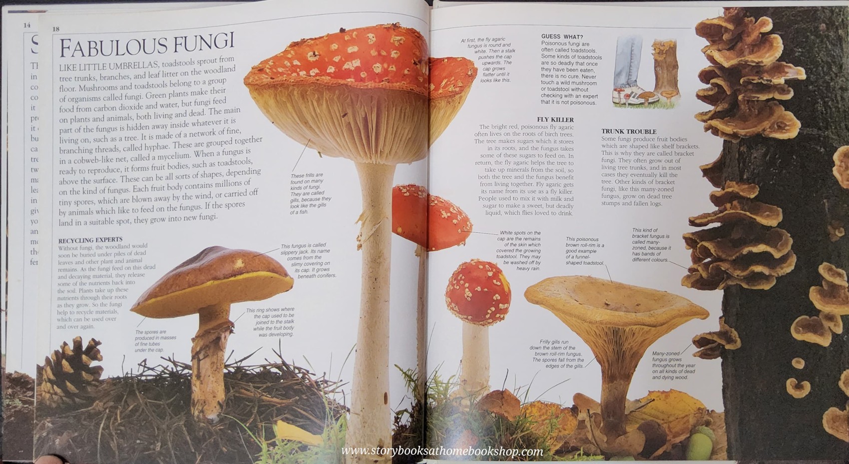 KNOWLEDGE BOOK ** 🍅🍓 LOOK CLOSER:WOODLAND (A close-up look at the natural world of woodland)