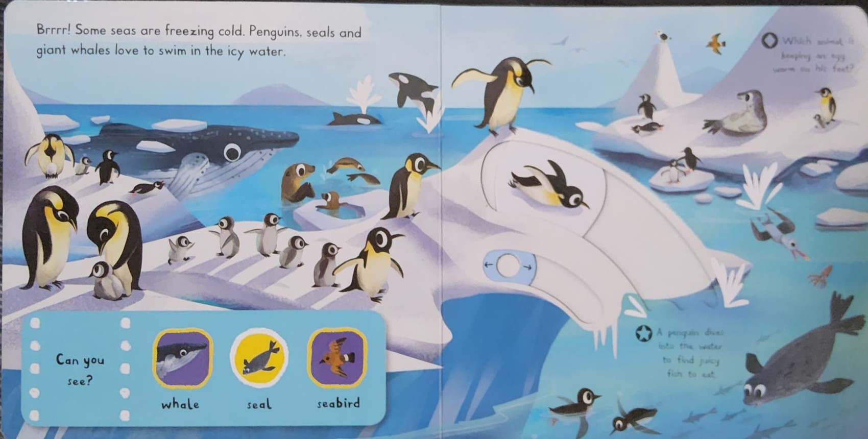 PUSH PULL SLIDE Board Book** 🍅🍓FIRST EXPLORERS SEA CREATURES