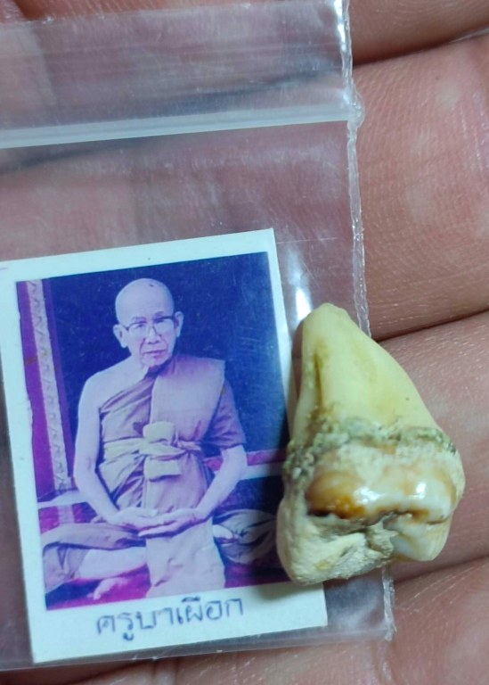 พระทันตธาตุครูบาเผือก วัดไชยสถาน ต.สบแม่ข่า อ.หางดง จ.เชียงใหม่ ได้มาจาก พี่ต้อม อายุประมาณ ๕๐ กว่าปี อยู่ตำบลหางดง อำเภอหางดง จ.เชียงใหม่ เจ้าของเดิมเป็นของคุณพ่อของพี่ต้อม ชื่อพ่อเตี้ย เสียชีวิตเมื่อปี ๒๕๖๒ หากอยู่ถึงปัจจุบัน ก็จะมีอายุ ๘๐ กว่าปี