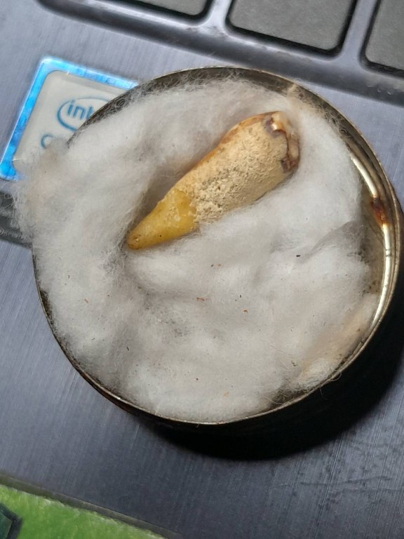 พระทันตธาตุ ครูบาอินตา วัดกู่คำ จ.ลำปาง ได้มาจากพ่อหนานชัย อายุ 75 ปี ปัจจุบันยังมีชีวิตอยู่ (บันทึก พ.ศ.2567) หากว่างจากรับใช้ครูบาอินตา ลุงหนานชัยก็จะไปขายล็อตเตอรี่ ใน อ.เมือง จ.ลำปาง ท่านได้พระทันตธาตุครูบาอินตามาเมื่อปี 2557