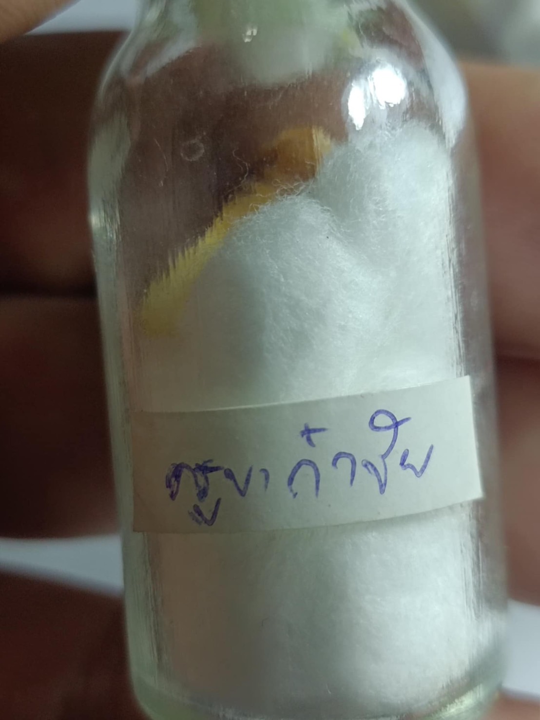 พระทันตธาตุ ครูบาก้๋าชัย วัดปงสนุกเหนือ จ.ลำปาง ได้มาจากคุณพ่อตานัน อายุ 74 ปี คุณพ่อตานันเคยทำงานราชการเกษตรจังหวัดลำปาง สะสมเกศาธาตุ ทันตธาตุ ครูบาเกจิล้านนา ทันตธาตุครูบาก๋าชัย ท่านได้จากเพื่อนท่านเป็นศิษย์ใกล้ชิดครูบาก๋าชัยได้มาเมื่อปี 2564