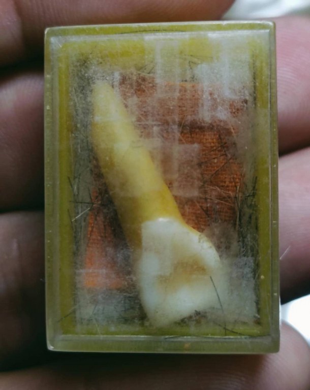 พระทันตธาตุ ครูบาฝ้าย วัดพระธาตุดอยตุง อ.แม่สาย จ.เชียงราย ได้มาจากดาบจรูญ อาศัยอยู่ที่ อ.แม่สาย จ.เชียงราย อายุ 68 ปี ปัจจุบันยังมีชีวิตอยู่ ดาบจรูญเป็นศิษย์ครูบาฝ้ายตั้งแต่ปี 2545 ดาบจรูญท่านได้พระทันตธาตุนี้มาเมื่อปี 2554