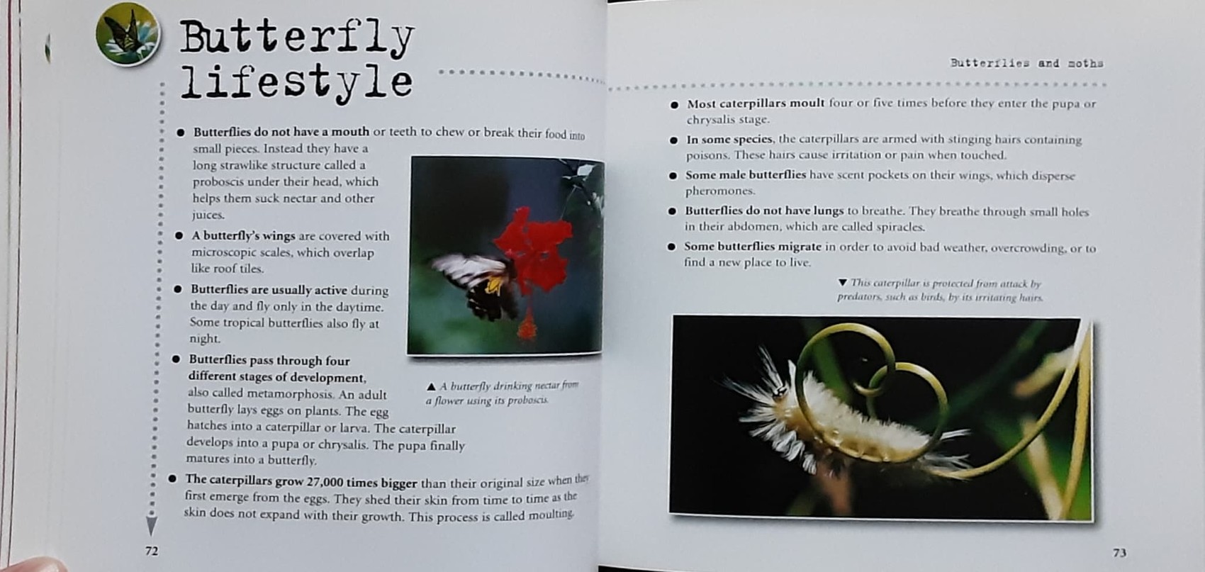 KNOWLEDGE BOOK 🍓🍓 INSECTS 1000 FACTS