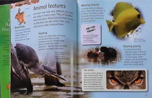 KNOWLEDGE BOOK ** 🍅🍓 MY FIRST ANIMAL ENCYCLOPEDIA