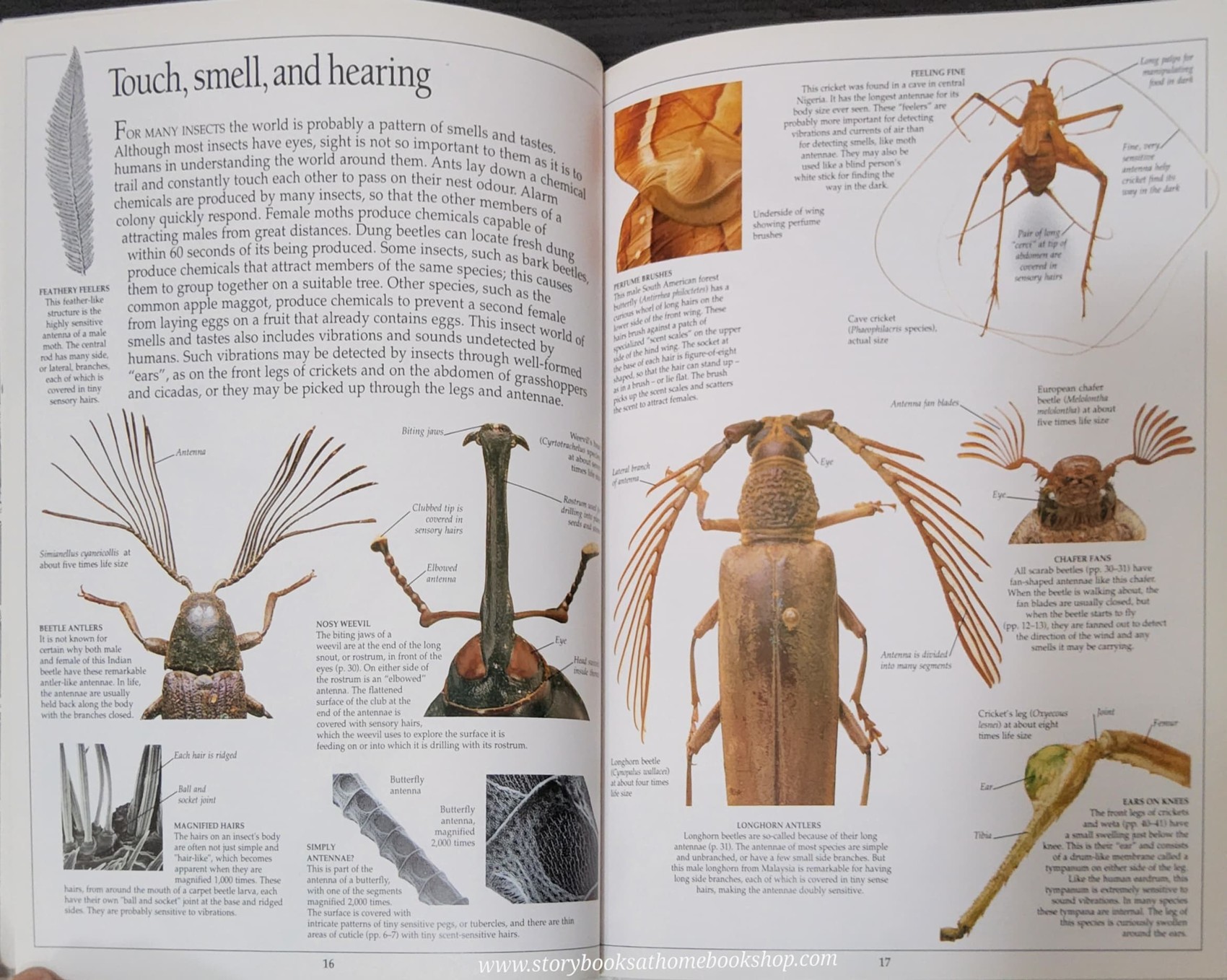 Knowledge Book** ð
ð
EYEWITNESS: INSECT