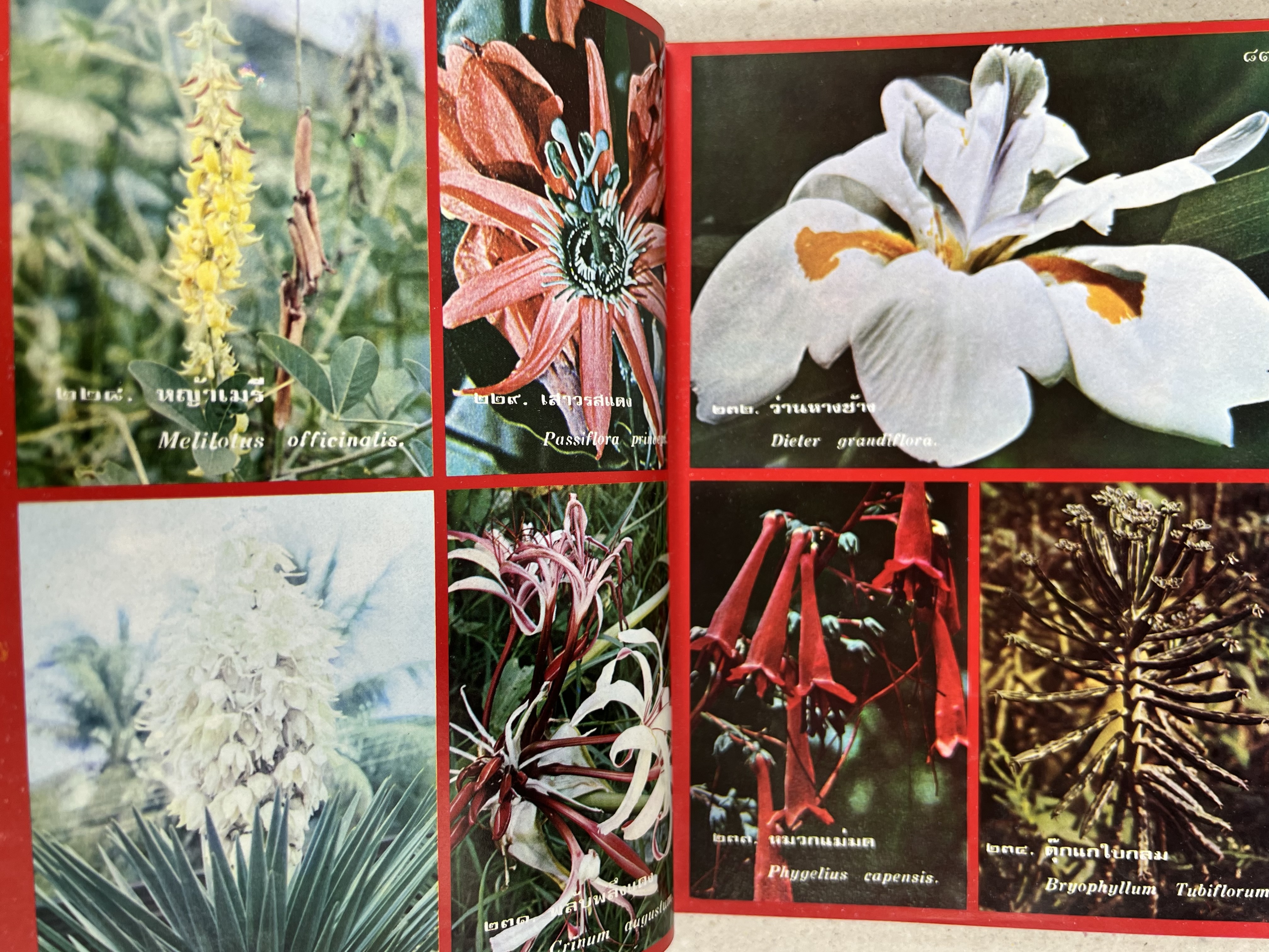 ดอกไม้เมืองไทย ชุดที่ 1-2 : คู่มือรู้จักดอกไม้โดยละเอียด พร้อมภาพสี 140 ภาพ โดย : วิชัย อภัยสุวรรณ (2 เล่มชุด).