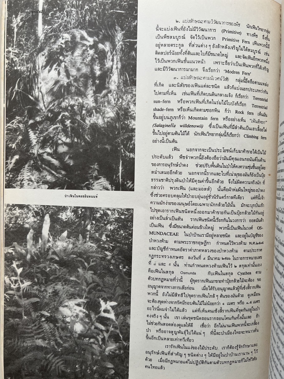 ธรรมชาติศึกษา : ฉบับแนะนำไม้ใบ-ไม้ประดับของไทยและเทศ (ชุดที่ 1 เล่มที่ 2 ลำดับที่ 2 ปี 2521).