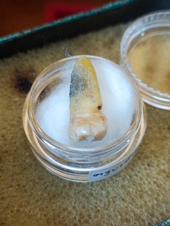 พระทันตธาตุ ครูบาคำมูล วัดศรีมงคล อ.แม่ทา จ.ลำพูน ได้มาจากปลัดประดิษฐ์ อายุ 63 ปี (บันทึก พ.ศ.2567) เคยเป็นปลัดฯ นายอำเภอ หลายพื้นที่ในจ.ลำพูน ปัจจุบันนี้อาศัยอยู่ อ.ป่าซาง ปลัดท่านได้มาจากลูกศิษย์ฯ ครูบาคำมูล ชื่อคุณต้อม เมื่อปี 2550