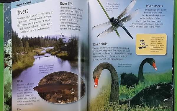 KNOWLEDGE BOOK ** 🍅🍓 MY FIRST ANIMAL ENCYCLOPEDIA