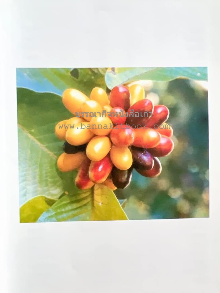 น้ำสมุนไพร 108 สูตร-วิธีทำจากผักพื้นบ้านและผลไม้ไทย โดย สถาบันการแพทย์แผนไทย.