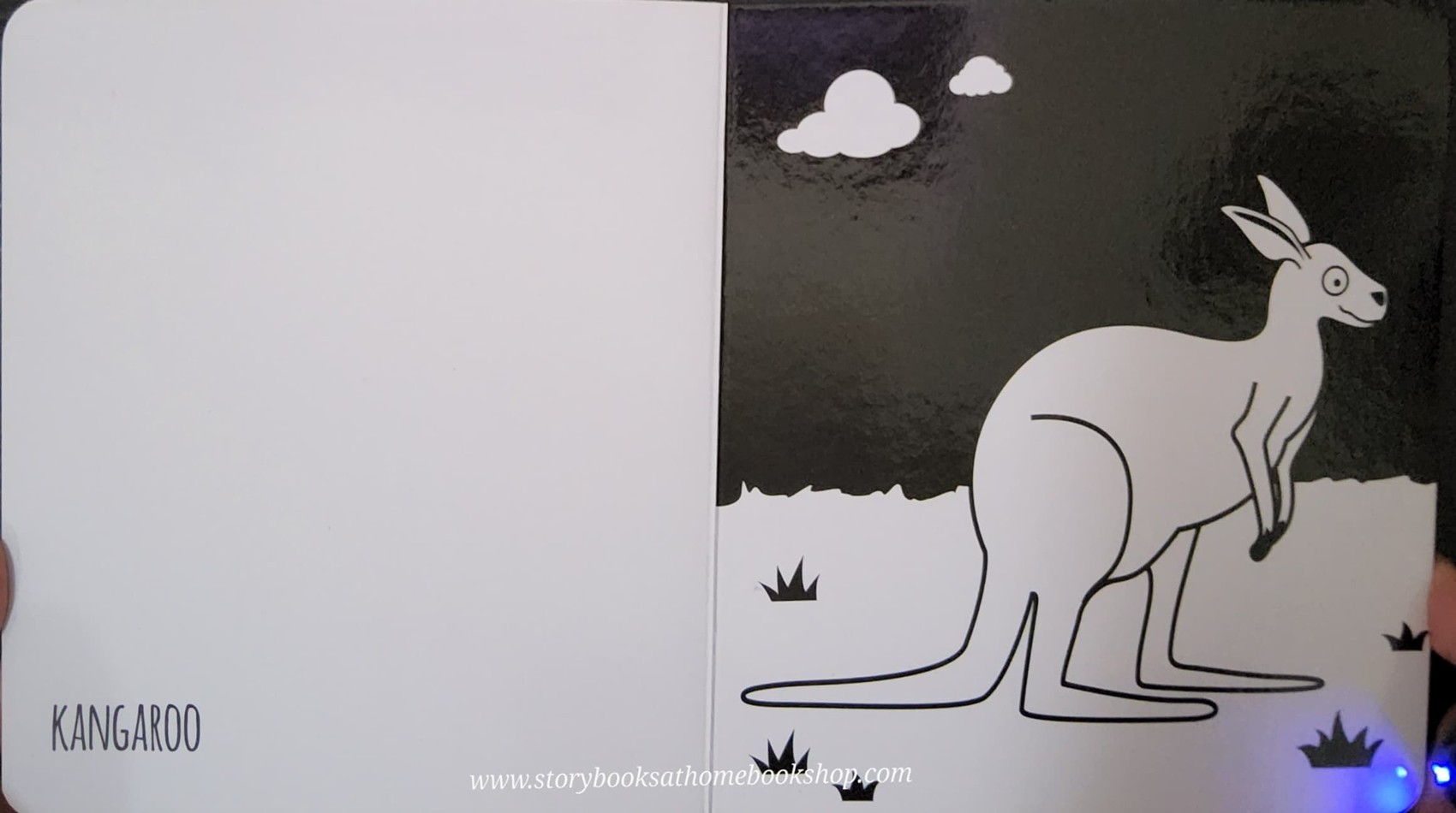 BOARD BOOK** 🍅🍅EXTRAORDINARY ANIMALS FROM THE LAND OF OZ BY RUTH BRADFORD