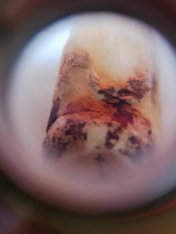 พระทันตธาตุ ครูบาเจ้าเลย วัดป่าบงงาม ต.โป่งงาม อ.แม่สาย จ.เชียงราย เดิมเป็นขอคุณลุงสงวน เคยรับใช้ครูบาเจ้าเลย ขับรถรับส่งครูบาเจ้าไปโรงพยาบาลและสถาน ที่ต่าง ๆ คุณสงวนอยู่บ้านป่าเหมือด อ.แม่สาย จ.เชียงราย ปัจจุบันคุณลุงสงวนเสียชีวิตแล้วตั้งแต่ปี 2558