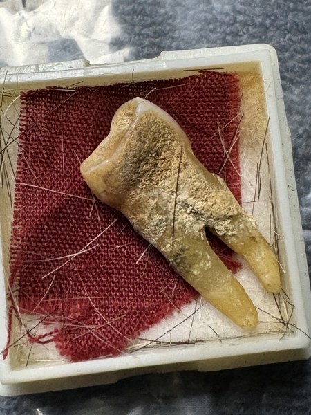 พระทันตธาตุ ครูบาศรียูร วัดมงคล จ. เชียงใหม่ ร.ต.อ.พิทักษ์ ได้มาจากครุวินัย อดีตเคยสอนในโรงเรียนจอมทอง อ.จอมทอง จ.เชียงใหม่ อายุกว่า 60 ปี ครูวินัยเป็นคน อ.สันป่าตอง เป็นลูกศิษย์ครูบาศรียูร ได้พระทันตธาตุนี้มาเมื่อ ปี 2555