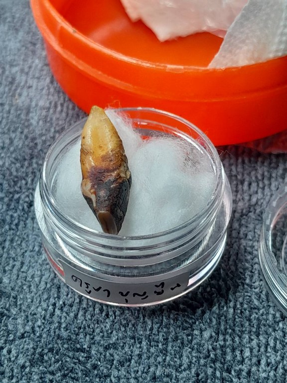 พระทันตธาตุ ครูบาบุญยืน วัดบ้านโฮ่งหลวง อ.บ้านโฮ่ง จ.ลำพูน พระทันตธาตุนี้ได้มาจากพ่อเขียว เป็นคนบ้านสันตับเต่า จ.ลำพูน พ่อเขียวอายุ 78 ปี (บันทึก พ.ศ.2567) ปัจจุบันยังมีชีวิตอยู่ ท่านเป็นกรรมการวัดบ้านโฮ่งหลวงในยุคนั้น ได้รับพระทันตธาตุมาเมื่อปี 2543