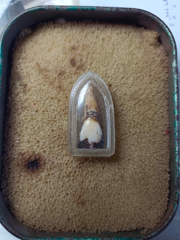 พระทันตธาตุ ครูบาเมืองไชย วัดหัวนา จ.น่าน ได้มาจากเซียนพระเก่าดั้งเดิมของ จ.แพร่ น่าน อุตรดิตถ์ ชื่อพ่อบรรเจิด เป็นอดีตกำนันเมืองอุตรดิตถ์ ปัจจุบันอายุ ๘๕ ปี (บันทึก ๒๕๖๖) อาศัยอยู่อำเภอเมือง จ.อุตรดิตถ์ เป็นศิษย์รับใช้ครูบาเมืองไชยตั้งแต่ พ.ศ.๒๕๒๙