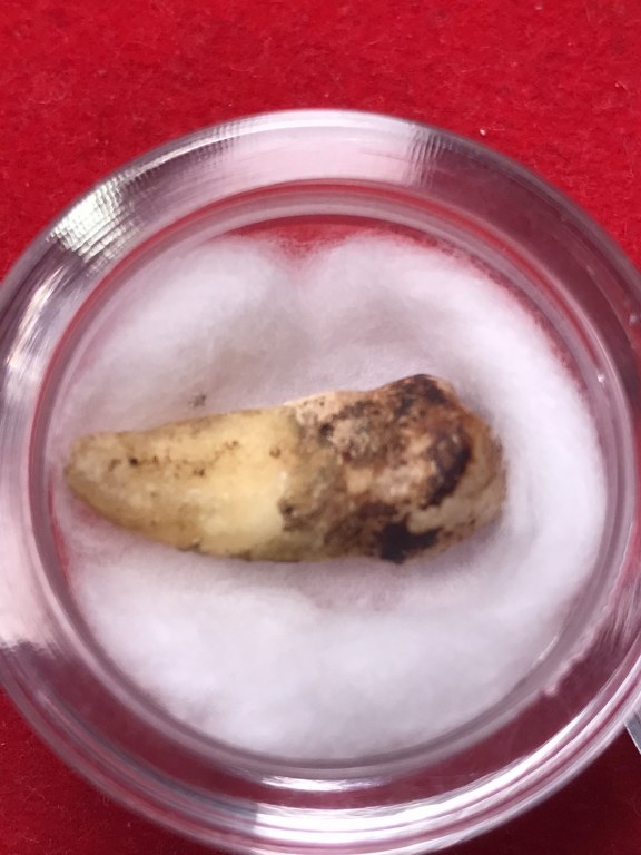 พระทันตธาตุ ครูบากันทา วัดวังจำปา อ.จอมทอง จ.เชียงใหม่ ได้มาจากลุงประสิทธิ์ อดีตนายอำเภอ เวียงหนองล่อง อายุ 74 ปี (บันทึกปี 2566) เล่าว่าได้มา จากพ่ออุดม อายุ 80 ปี ปัจจุบันเสียชีวิตแล้ว โดยได้มาจากอดีตรองเจ้าอาวาสวัดวังจำปา ในขณะนั้นประมาณปี 2537