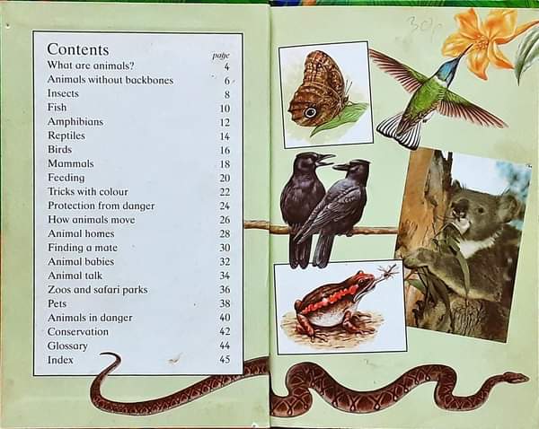 หนังสือนิทานเด็ก ภาษาอังกฤษ ปกแข็ง 🍅🍓Animals/Used สภาพ 80-90%