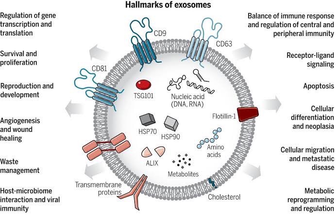 Asce Exosome 1 ขวด เอ็กโซโซม ช่วยดูแลผมร่วงผมบาง Exosome Therapy for Hair Loss