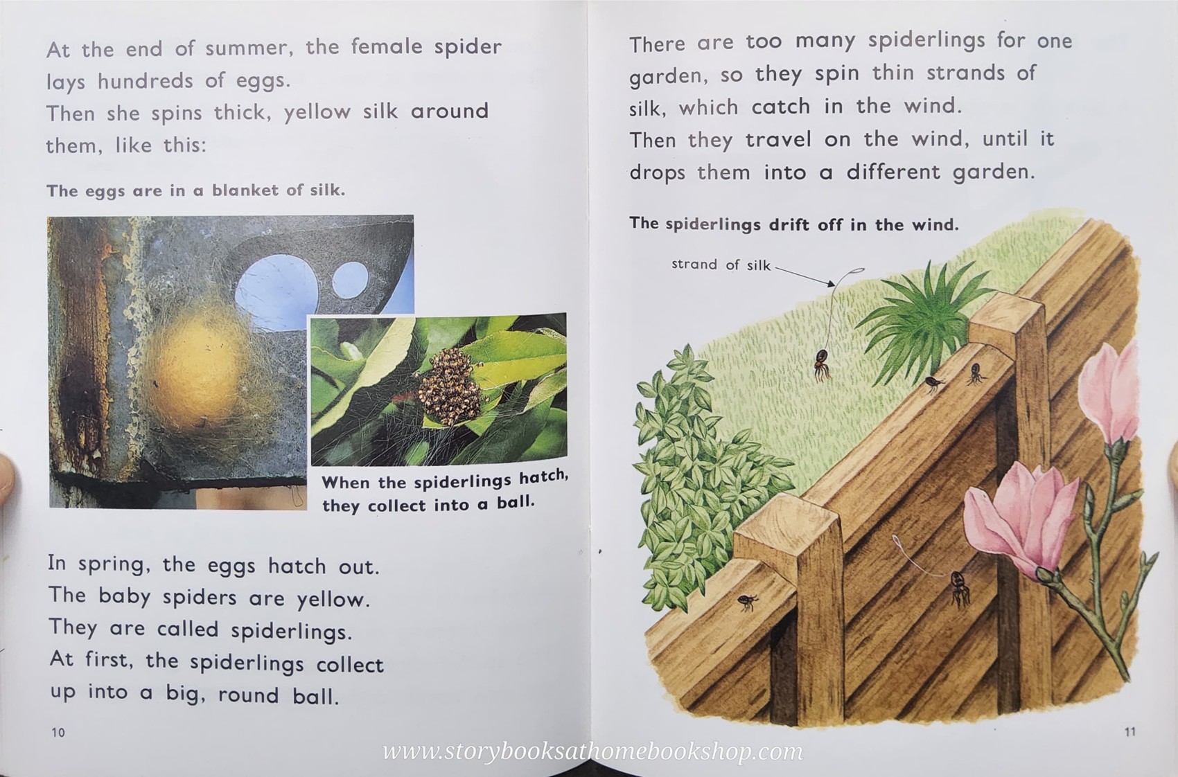 Knowledge Book** ð
ð
FUZZBUZZ FACTS: ANIMALS IN THE GARDEN LEVEL2