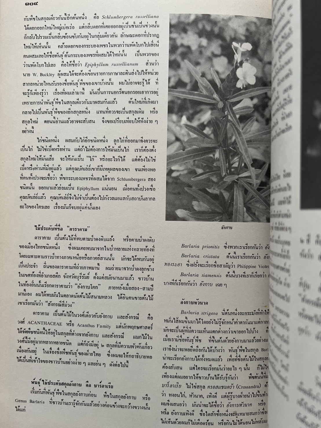 ธรรมชาติศึกษา : ฉบับแนะนำไม้ใบ-ไม้ประดับของไทยและเทศ (ชุดที่ 1 เล่มที่ 2 ลำดับที่ 2 ปี 2521).