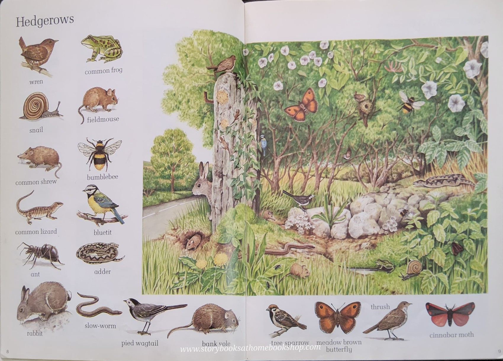 KNOWLEDGE BOOK** 🍓🍓 THE SAINSBURY'S BOOK OF WILDLIFE