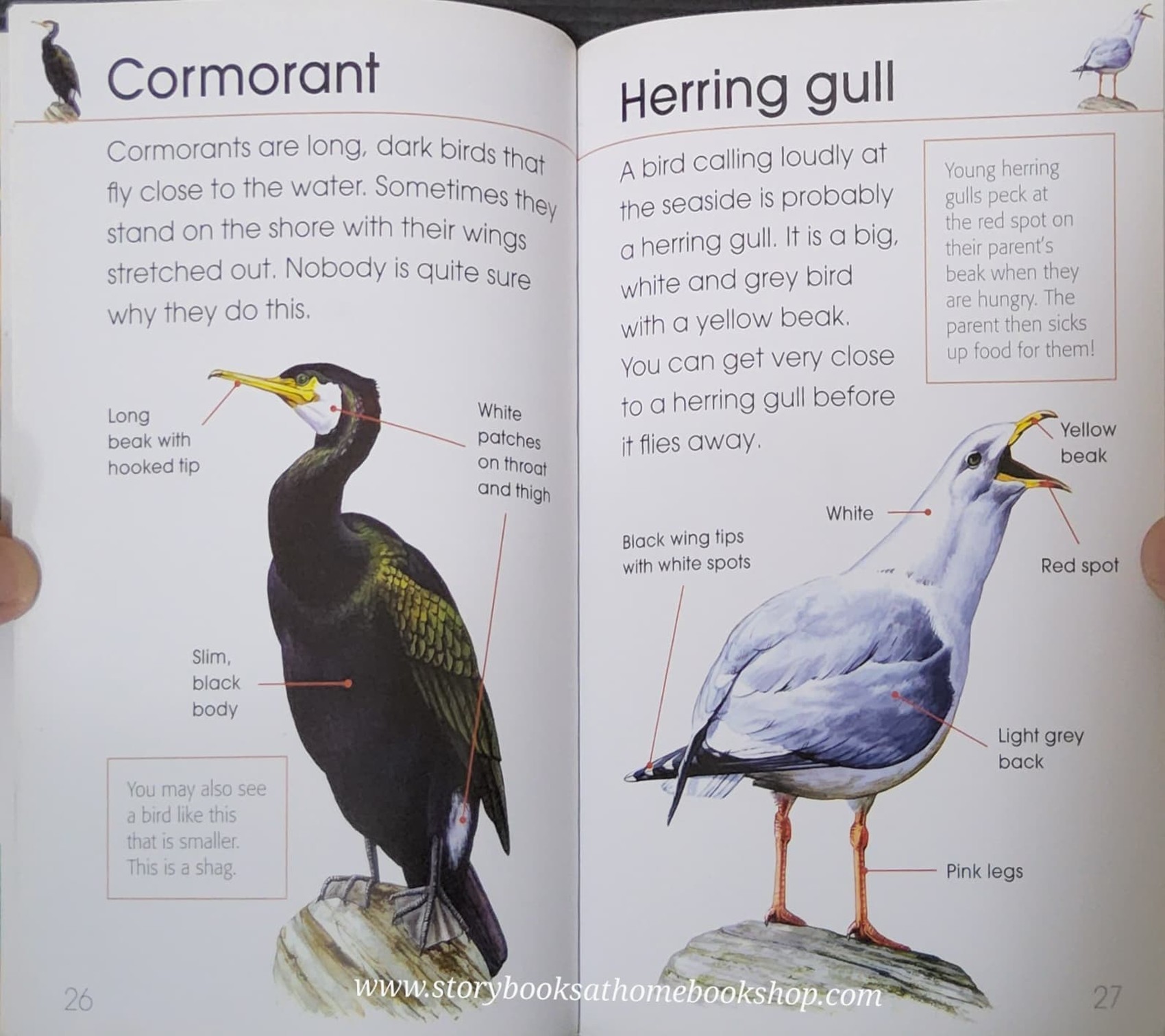 KNOWLEDGE BOOK** ♥️RSPB FIRST BOOK OF THE SEASHORE