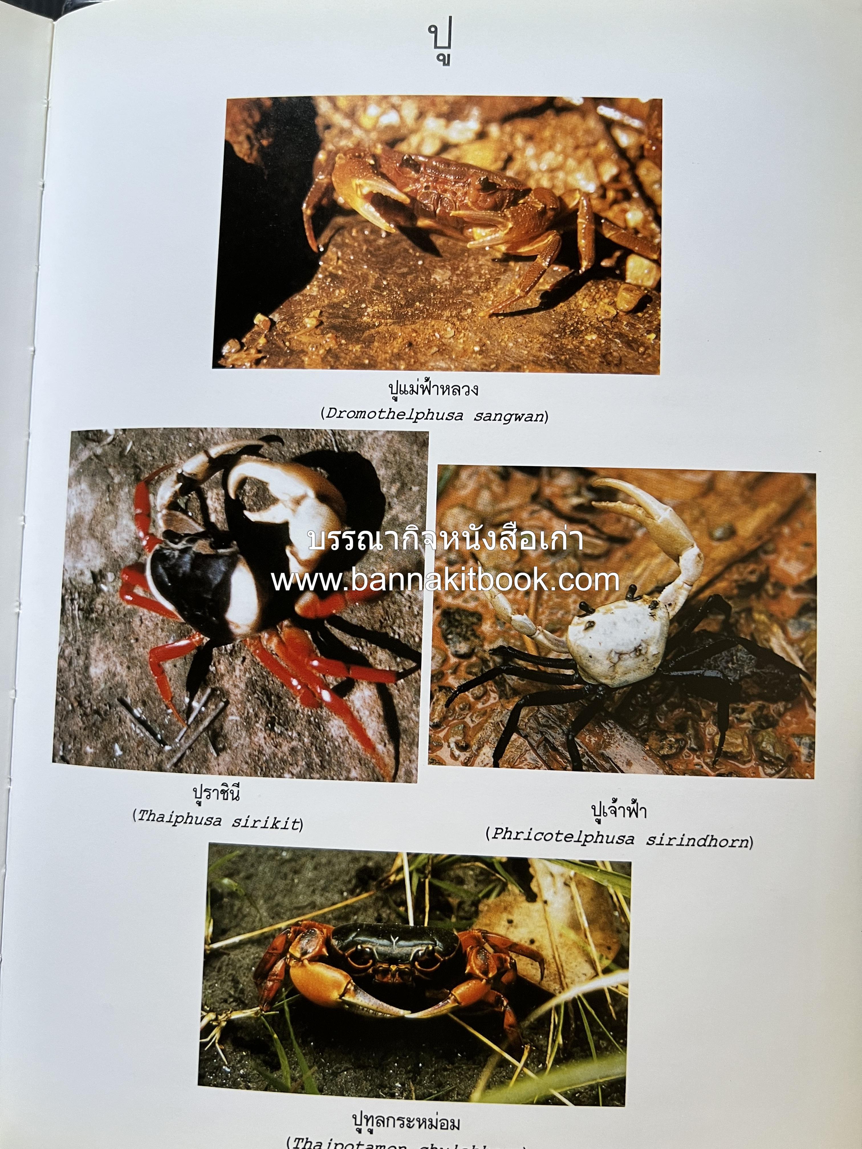 พจนานุกรม ฉบับราชบัณฑิตยสถาน พ.ศ. 2554 โดย : ราชบัณฑิตยสถาน.