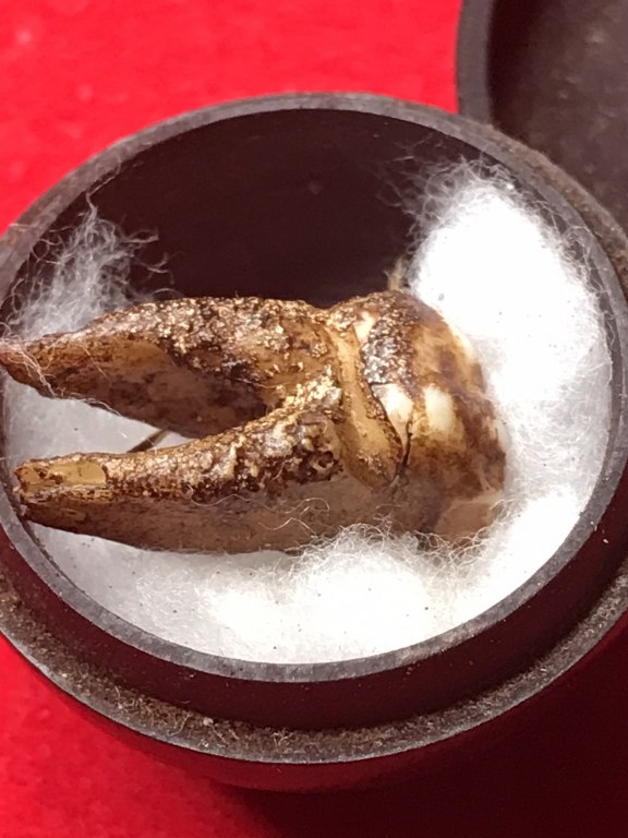 พระทันตธาตุครูบาดี ญาณวุฒิ วัดบ้านดอน อ.ป่าซาง จ.ลำพูน ได้มาจากปู่มา เล่าว่าท่านได้มาตอนครูบาดี ท่านยังทรงขันธุ์ 5 อยู่ เมื่อประมาณปี 2510 กว่า ๆ ท่านจำไม่ได้แล้ว ปัจจุบัน (บันทึก พ.ศ.2566) ปู่มาอายุ 88 ปี ท่านเป็นศิษย์สายตรง เคยรับใช้ครูบาดีมาก่อน