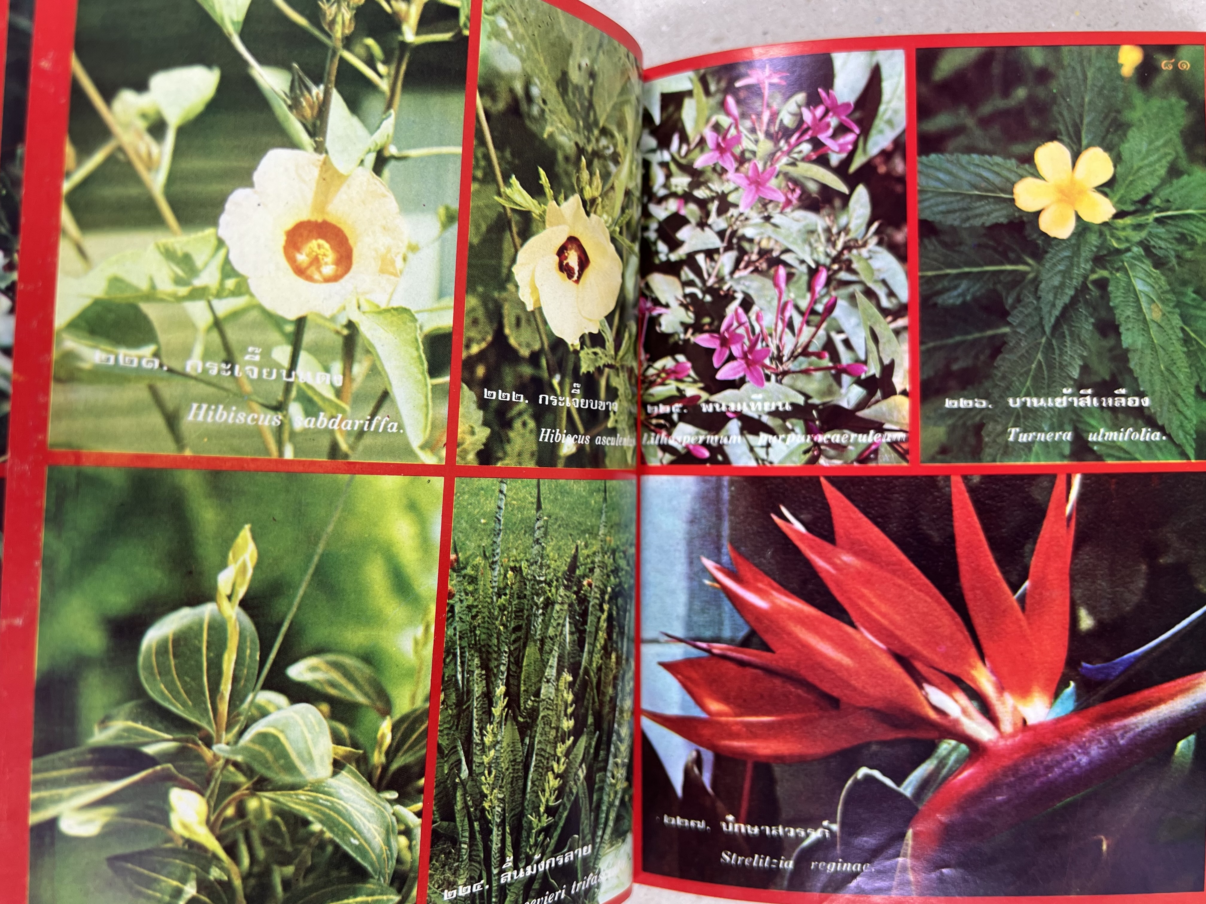 ดอกไม้เมืองไทย ชุดที่ 1-2 : คู่มือรู้จักดอกไม้โดยละเอียด พร้อมภาพสี 140 ภาพ โดย : วิชัย อภัยสุวรรณ (2 เล่มชุด).