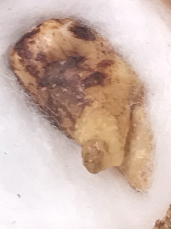 พระทันตธาตุครูบาเหมย วัดศรีดงเย็น อ.ไชยปราการ จ.เชียงใหม่ พระทันตธาตุองค์นี้ได้มาจากลุงวิทูรย์ อายุ 82 ปี อดีตเคยเป็นครูสอนโรงเรียนไชยปราการ คุณครูท่านเป็นลูกศิษย์ครูบาคำเหมย ตั้งแต่ปี 2525 ท่านได้รับจากมือครูบาเหมย เมื่อปี 2529