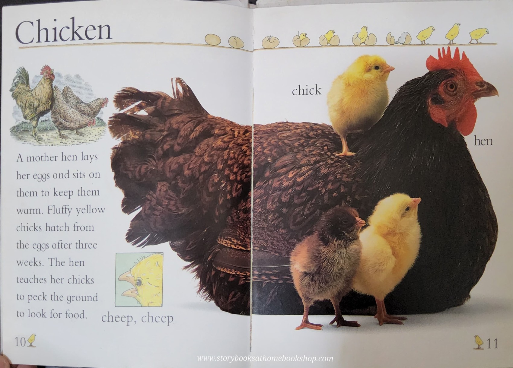 KNOWLEDGE BOOK** ♥️♥️EYE OPERNERS:FARM ANIMALS