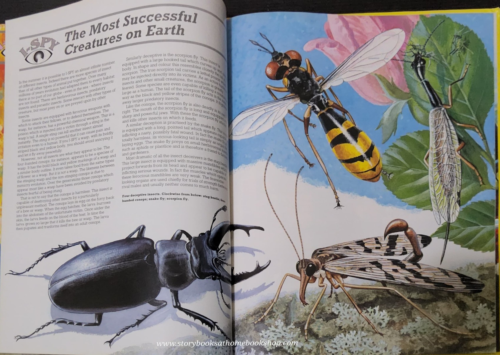 KNOWLEDGE BOOK** ð
BIG I-SPY BOOK