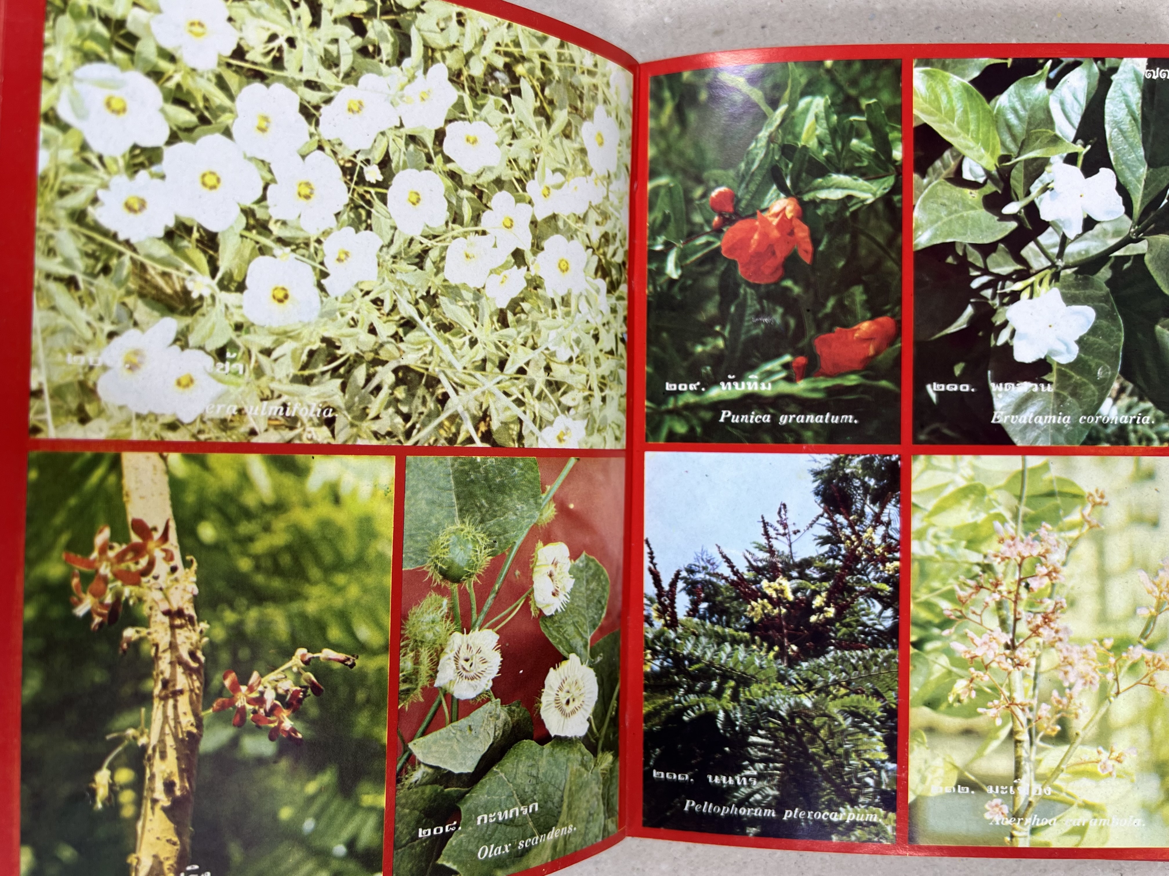 ดอกไม้เมืองไทย ชุดที่ 1-2 : คู่มือรู้จักดอกไม้โดยละเอียด พร้อมภาพสี 140 ภาพ โดย : วิชัย อภัยสุวรรณ (2 เล่มชุด).