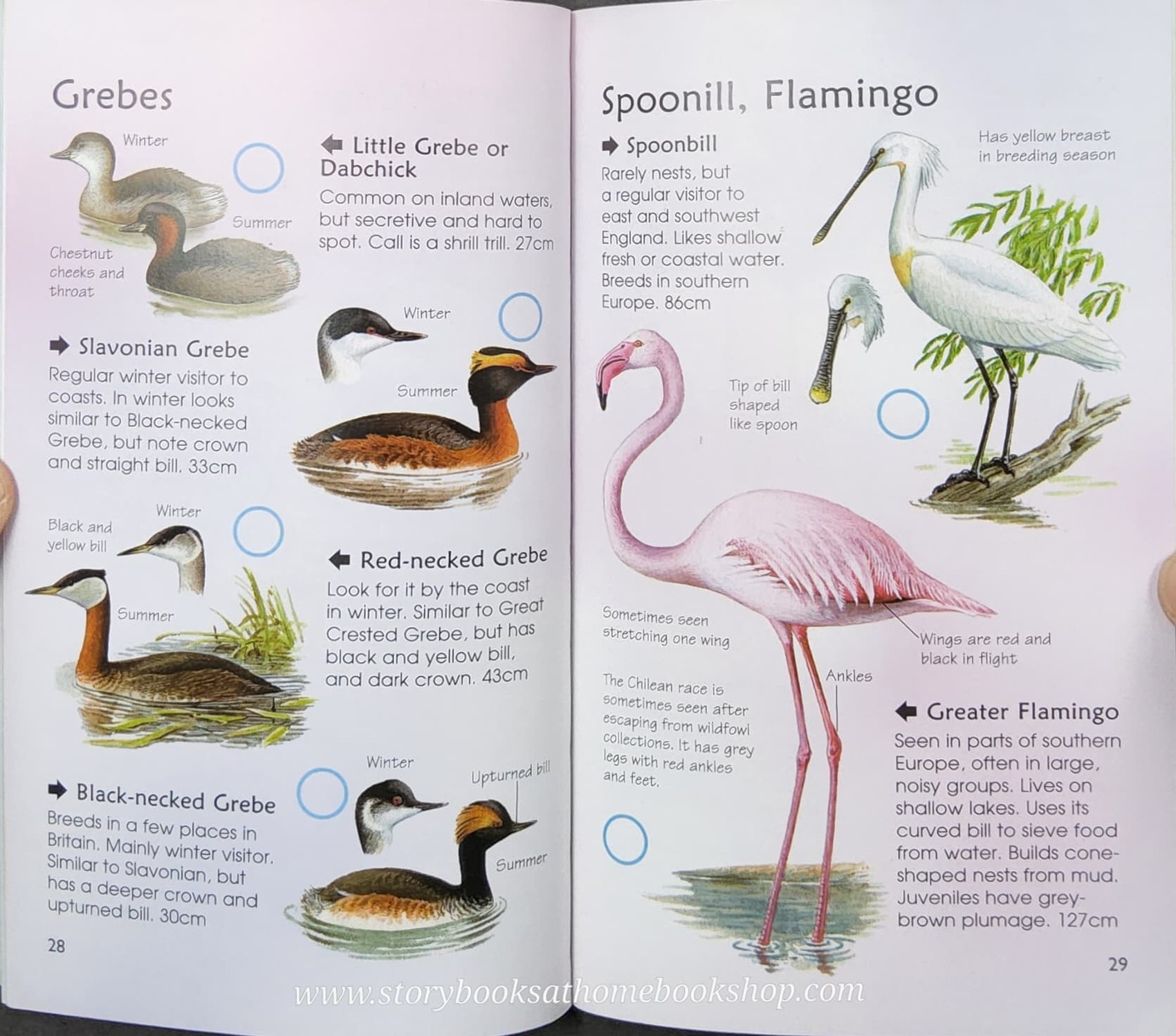 Knowledge Book** ð
ð
Usborne Spotter's Guide SEA&FRESHWATER BIRDS