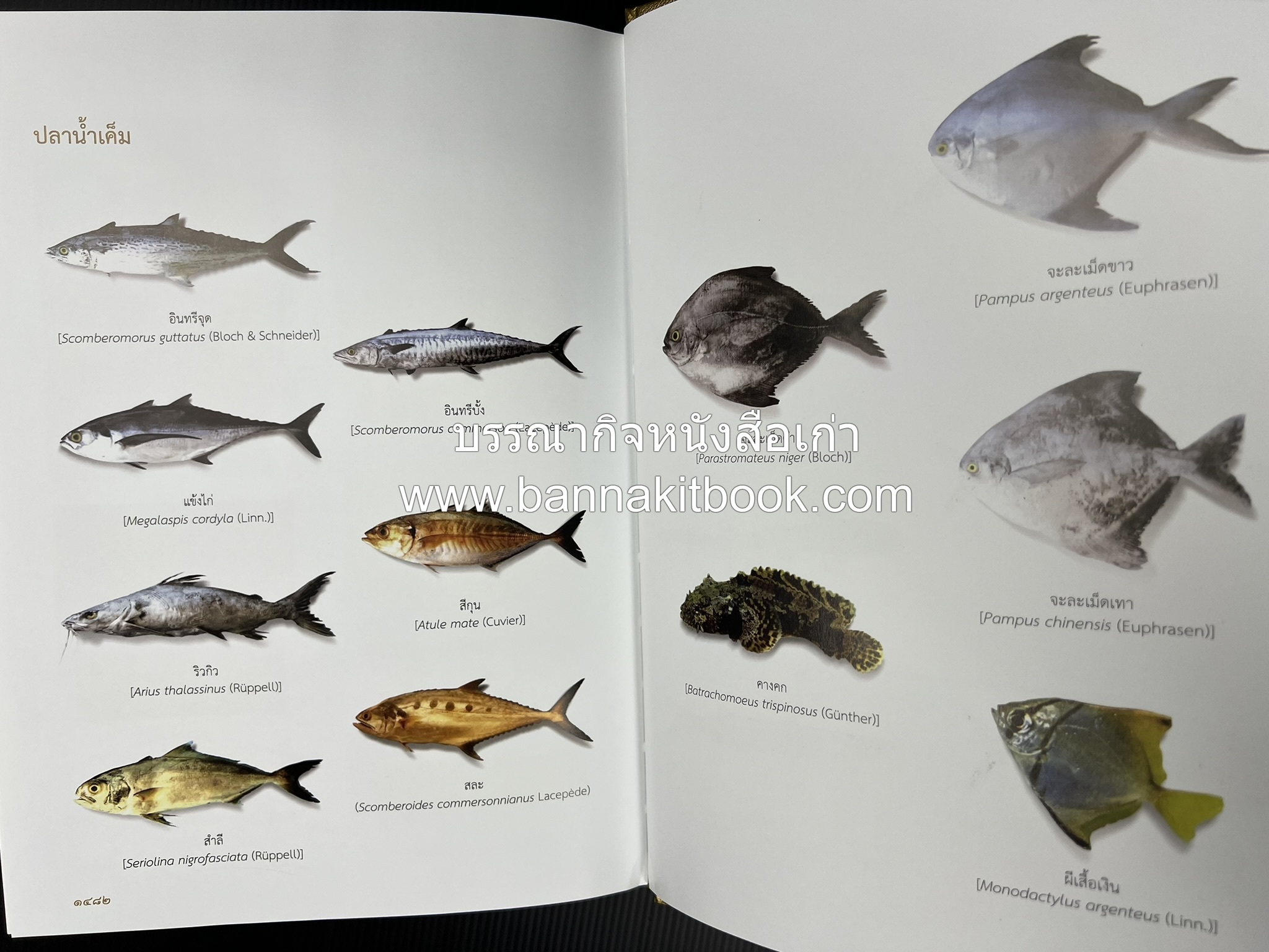 พจนานุกรม ฉบับราชบัณฑิตยสถาน พ.ศ. 2554 โดย : ราชบัณฑิตยสถาน.