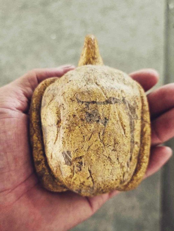 เต่าสำลีี ชุบเทียน ปิดทอง ขนาดบูชา ครูบาชัยยะวงศา วัดพระพุทธบาทห้วยต้ม เจ้าของเดิมชื่ออ้ายชัย อายุ 45 ปี อยู่ อ.บ้านโฮ่ง จ.ลำพูน เคยบวชเป็นพระวัดพระพุทธบาท ห้วยต้มเมื่อปี 2545-2550 อ้ายชัยเล่าว่าท่านได้เช่าต่อจากกะเหรี่ยงลูกศิษย์ครูบาวงศ์