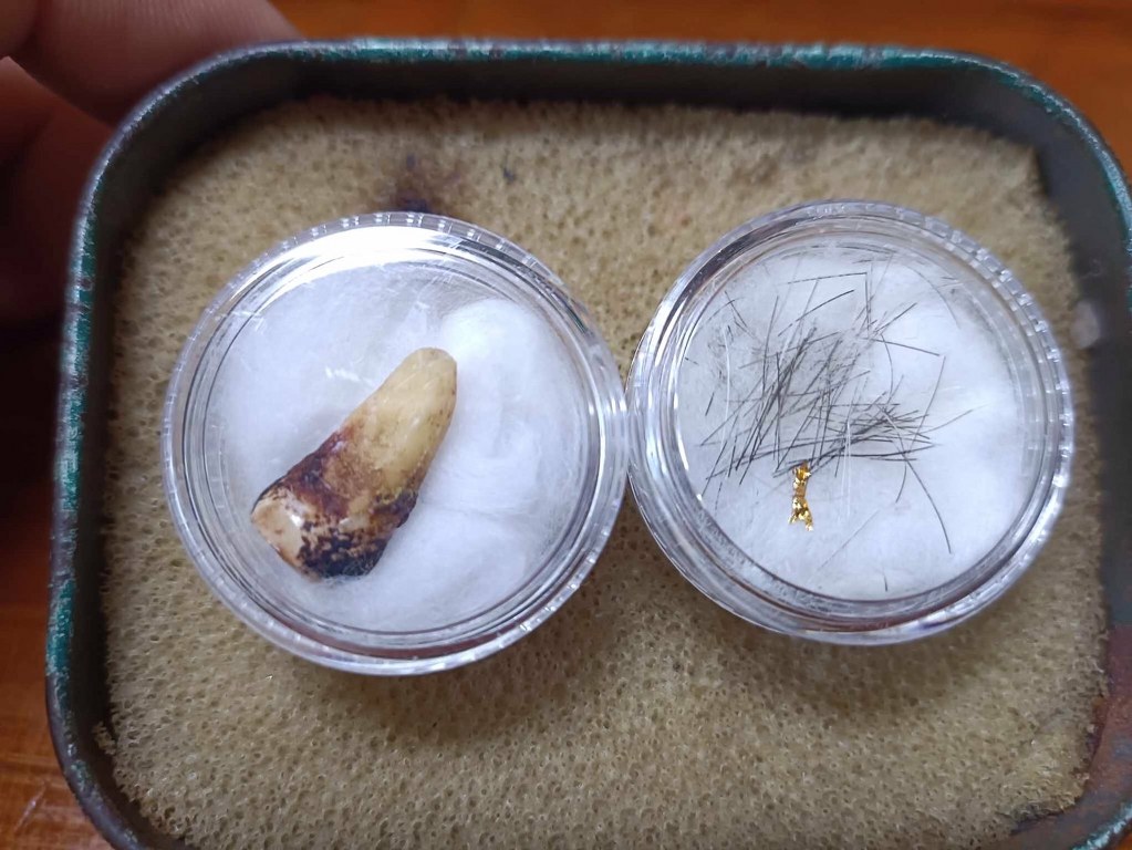 พระทันตธาตุ พระเกศา ครูบาสุนทร วัดป่าป่วย อ.บ้านโฮ่ง จ.ลำพูน เจ้าของเดิม ชื่อคำแสน อดีตผู้ใหญ่บ้าน บ้านสันตับเต่า อ.บ้านโฮ่ง จ.ลำพูน บ้านลุงคำแสนอยู่ห่างจากวัดไม่มาก อายุ 74 ปี (บันทึก พ.ศ. 2567) ท่านจำได้แต่ว่าได้มาหลายสิบปีแล้ว แต่จำ พ.ศ.ไม่ได้