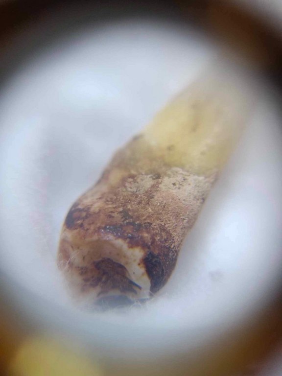 พระทันตธาตุ ครูบากันทา วัดวังจำปา อ.จอมทอง จ.เชียงใหม่ ได้มาจากลุงประสิทธิ์ อดีตนายอำเภอ เวียงหนองล่อง อายุ 74 ปี (บันทึกปี 2566) เล่าว่าได้มา จากพ่ออุดม อายุ 80 ปี ปัจจุบันเสียชีวิตแล้ว โดยได้มาจากอดีตรองเจ้าอาวาสวัดวังจำปา ในขณะนั้นประมาณปี 2537