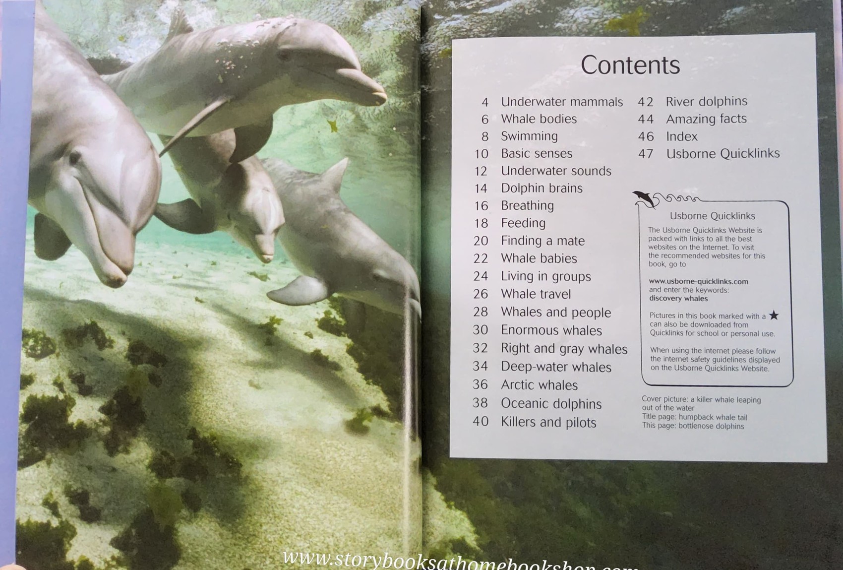 KNOWLEDGE BOOK** ♥️♥️USBORNE DISCOVERY WHALES AND DOLPHINS♥️♥️