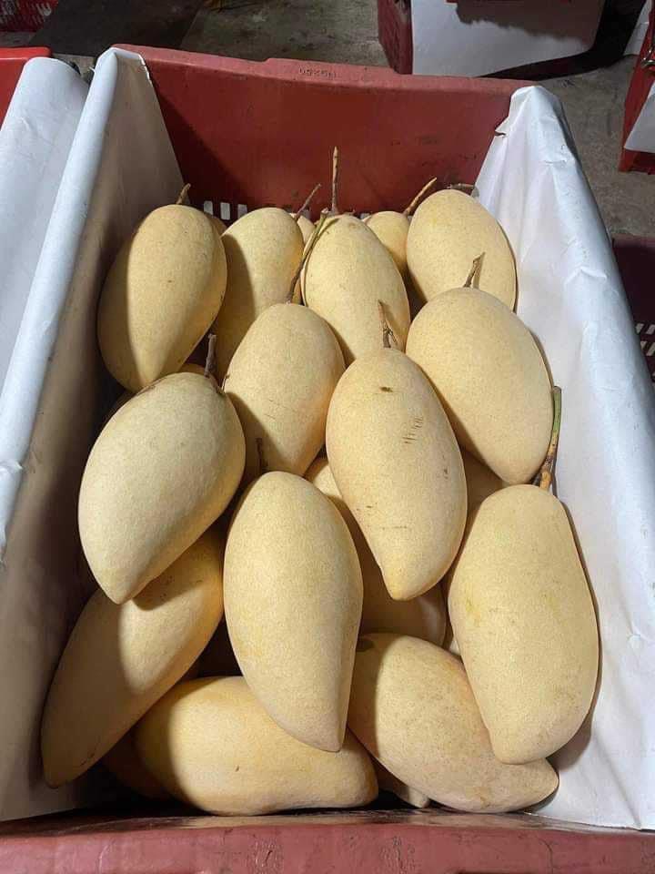 มะม่วงน้ำดอกไม้สีทอง Mango Thai ส่งแบบแก่จัดบ่ม1คืน แต่ยังไม่สุก ขนาด2-4ลูกโล