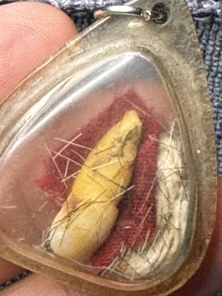 พระทันตธาตุครูบาดวงดี วัดท่าจำปี จ.เชียงใหม่ ร.ต.อ.พิทักษ์ ได้มาจากอดีตพ่อกำนันคม อายุ 72 ปี เคยเป็นกำนันใน อ.ดอยหล่อ จ.เชียงใหม่ ระหว่าง ปี 2552-2560 พ่อกำนันคม เป็นลูกศิษย์ครูบาดวงดี วัดท่าจำปี พ่อกำนันได้รับพระทันนตธาตุนี้มาเมื่อปี 2553