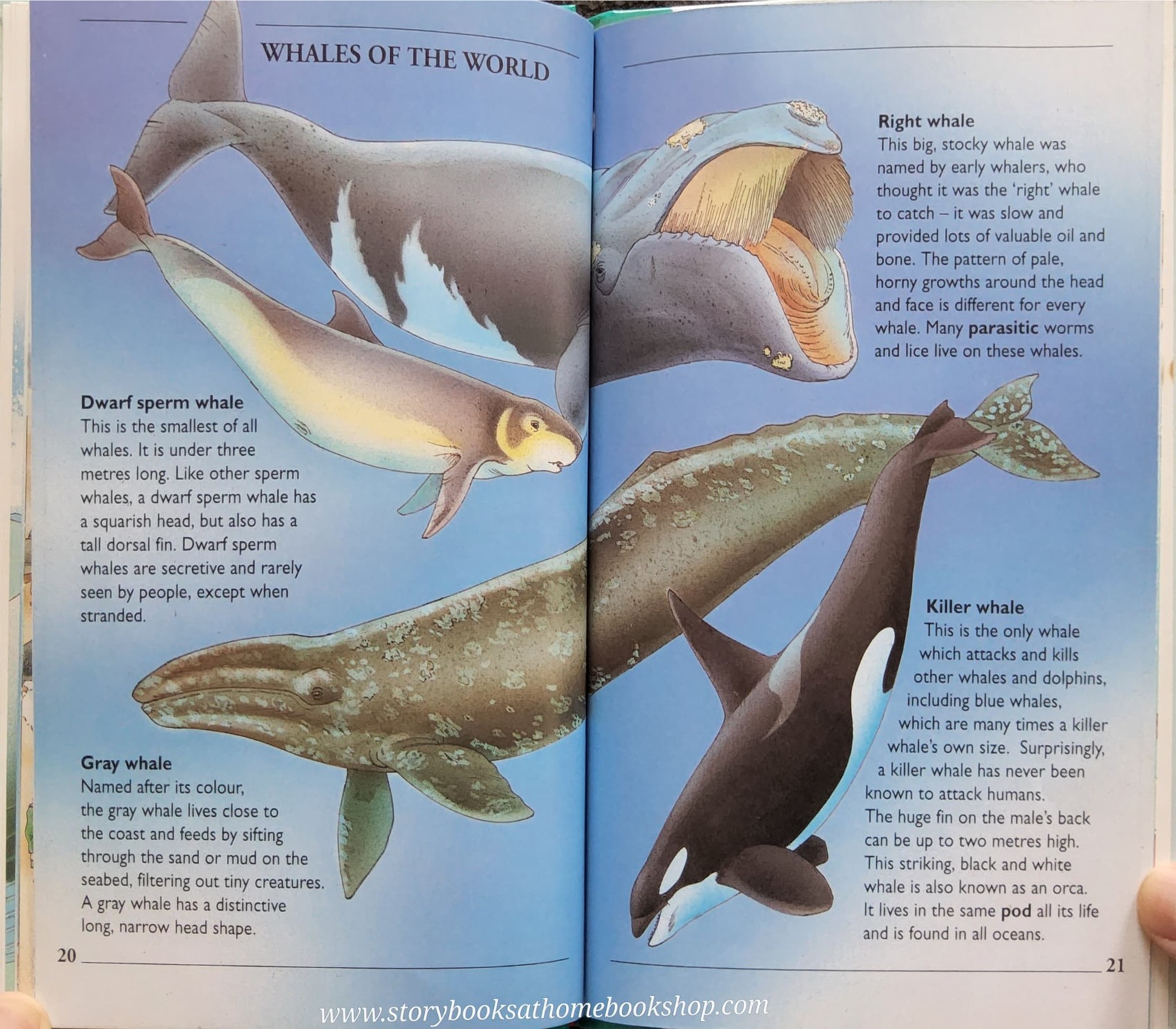 KNOWLEDGE BOOK** ♥️♥️WHALES AND DOPHINS (WITH FOLDOUT BLUE WHALE)