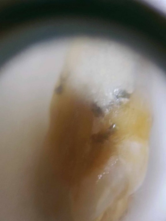 พระทันตธาตุ ผ้ายันต์ หลวงปู่ทองบัว ตันติกโร วัดโรงธรรมสามัคคี อ.สันกำแพง จ.เชียงใหม่ ได้มาจากคุณจรินทร์ อดีตเป็นผู้ช้วยผู้ใหญ่บ้านใน อ.สันกำแพง ปัจจุบันอายุ 68 ปี (บันทึก พ.ศ.2566) ท่านเป็นลูกศิษย์หลวงปู่ทองบัว ได้พระทันตธาตุองค์นี้มาเมื่อปี 2550