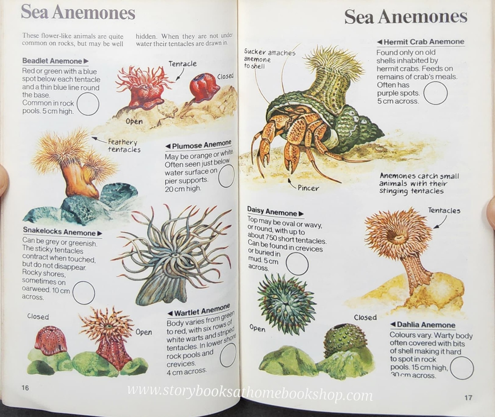 Knowledge Book** ð
ð
USBORNE SPOTTERS GUIDE: THE SEASHORE