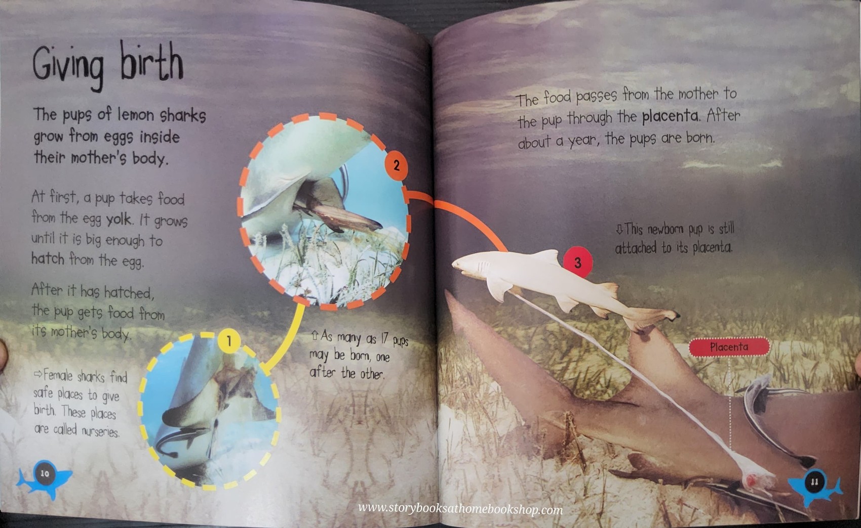 KNOWLEDGE BOOK** ♥️LIFECYCLE: PUP TO SHARK